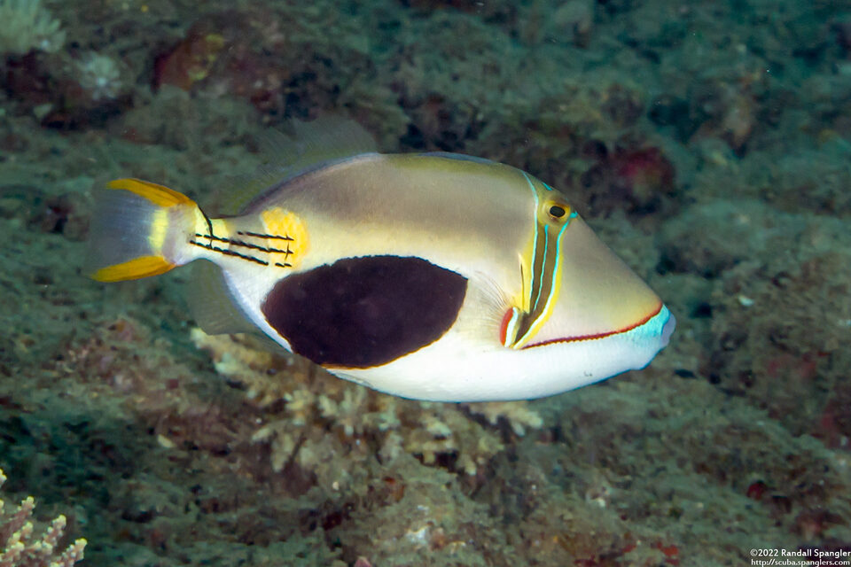 Rhinecanthus verrucosus (Blackpatch Triggerfish)