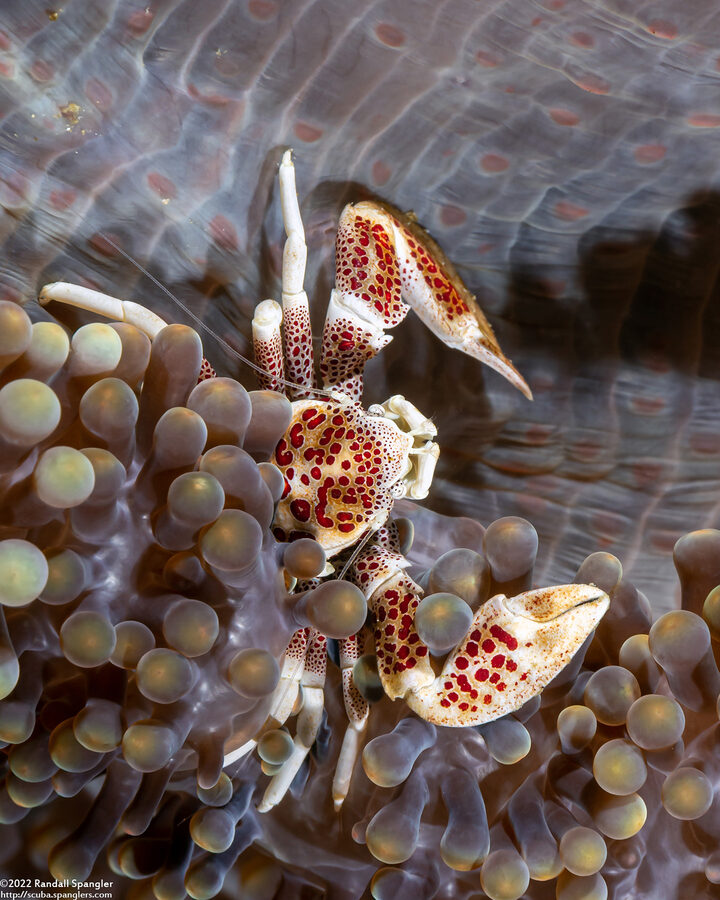 Neopetrolisthes maculatus (Spotted Porcelain Crab)