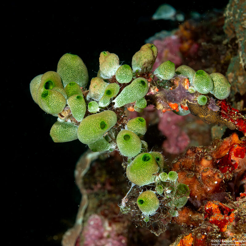 Atriolum robustum (Robust Sea Squirt)