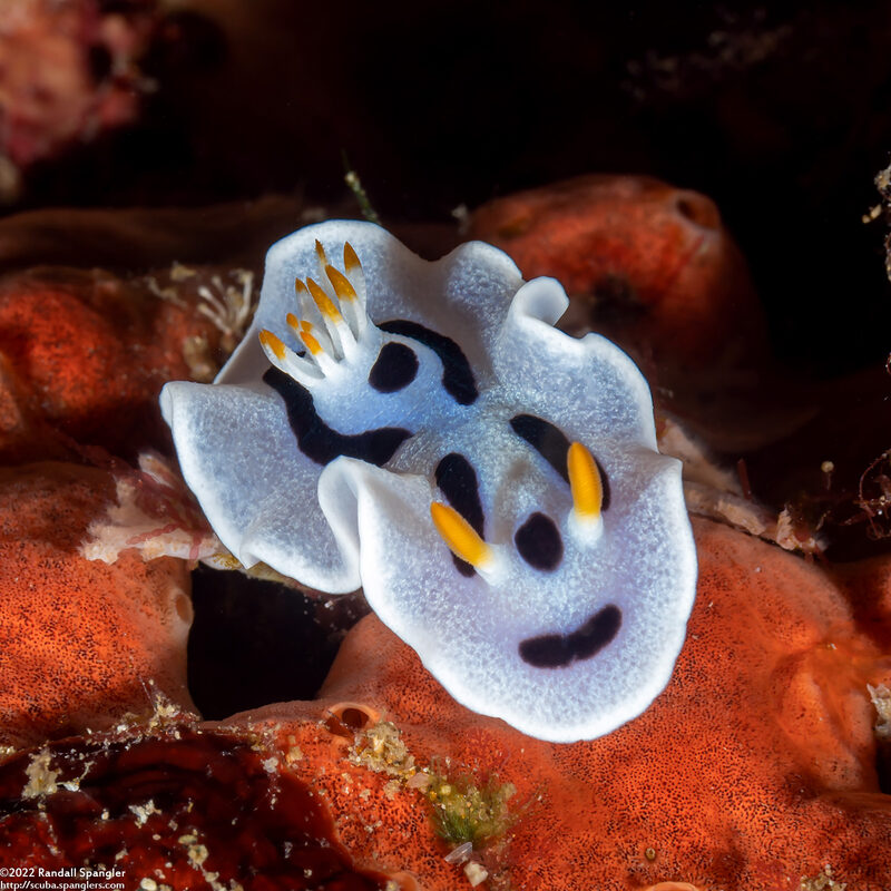 Chromodoris alcalai (Alcala’s Chromodoris)