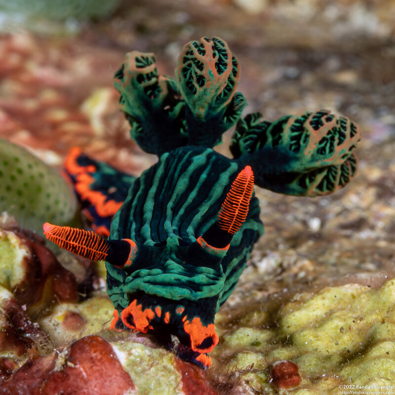 Nembrotha kubaryana (Kubaryana's Nembrotha)