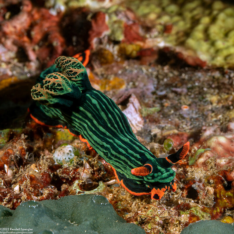 Nembrotha kubaryana (Kubaryana's Nembrotha)