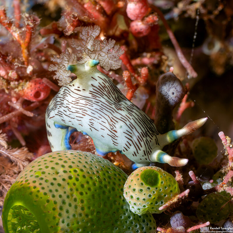 Nembrotha lineolata (Lined Nembrotha)