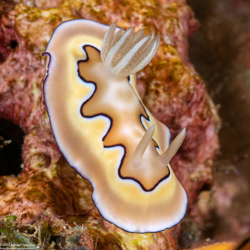 Goniobranchus coi (Co's Chromodoris)