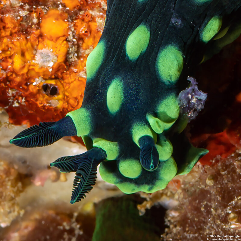 Nembrotha cristata (Crested Nembrotha); Mutant with extra rhinophore