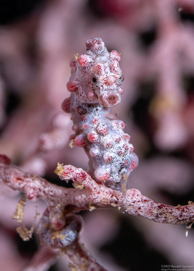 Hippocampus bargibanti (Pygmy Seahorse)