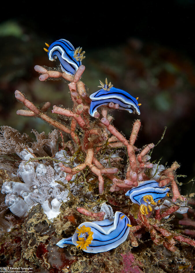 Chromodoris lochi (Loch's Chromodoris)