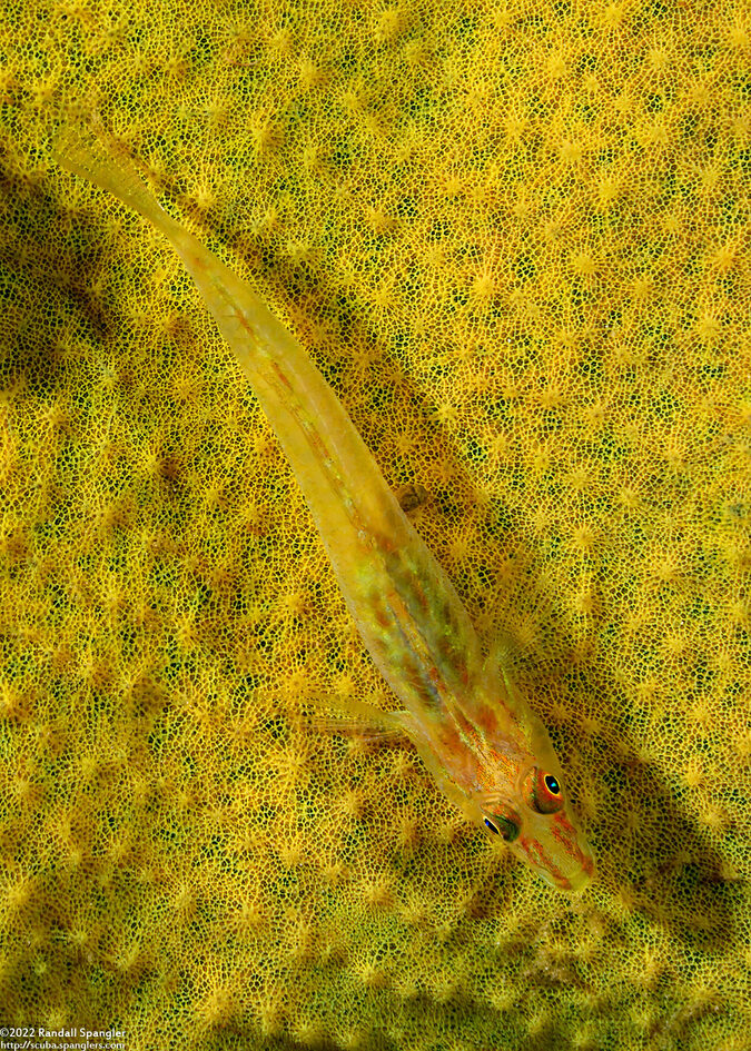 Phyllogobius platycephalops (Flathead Goby)