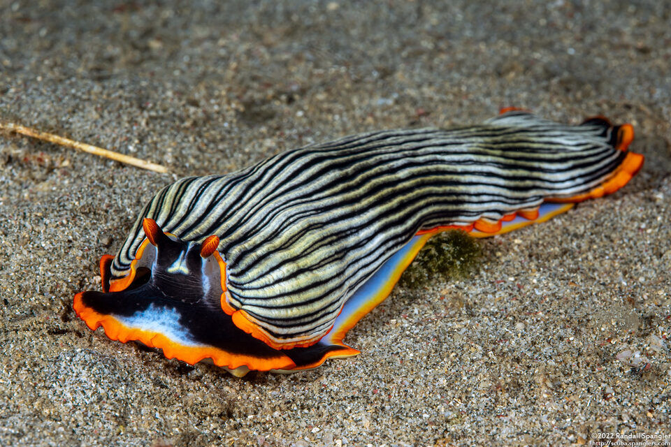 Armina sp.1 (Orange-Margined Armina)