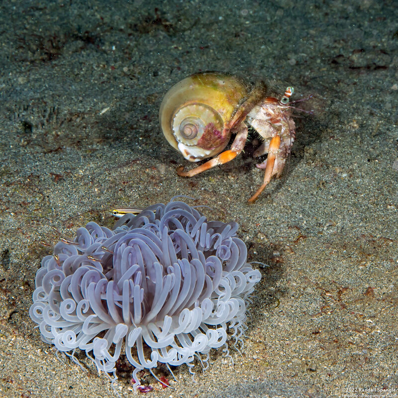 Cerianthus sp.3 (Cerianthus sp.3)