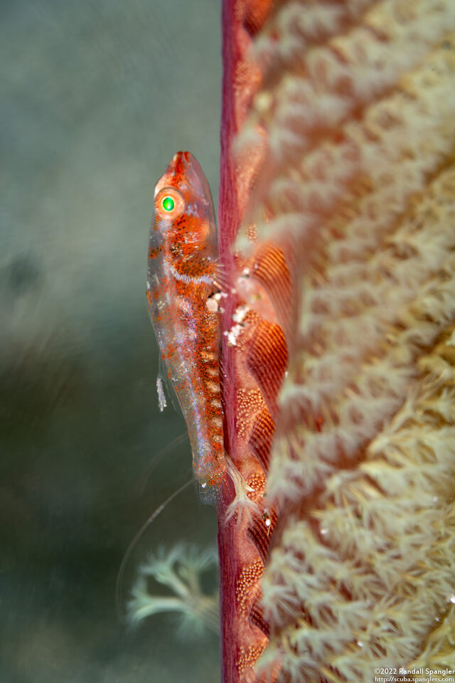 Pleurosicya mossambica (Common Ghostgoby)