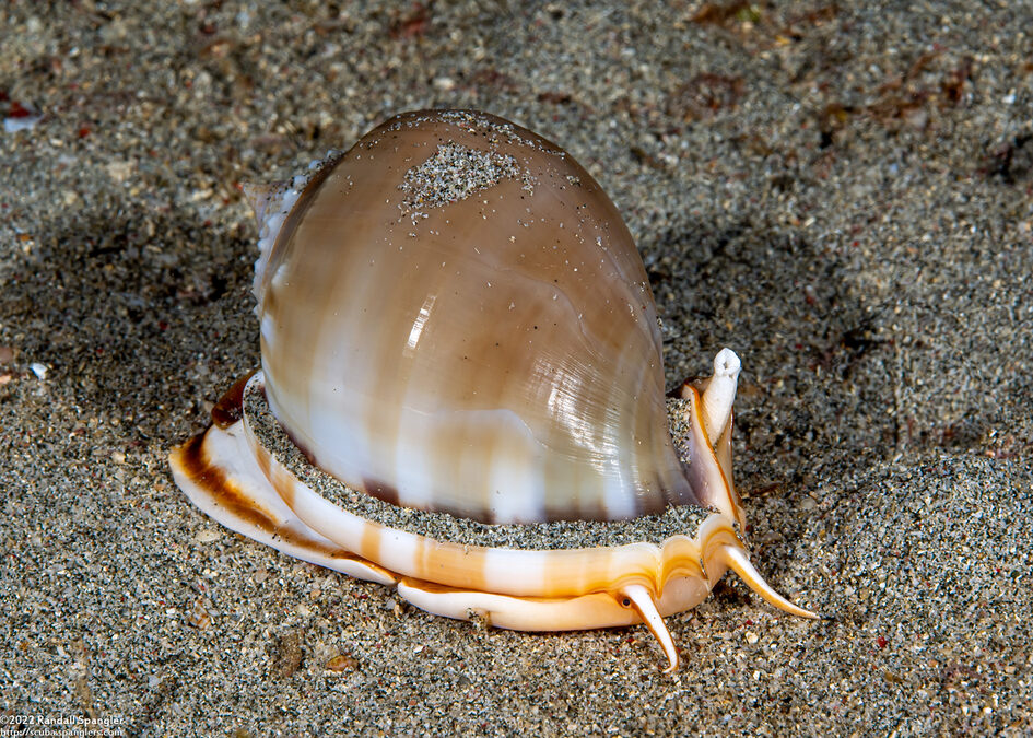 Phalium glaucum (Grey Bonnet)