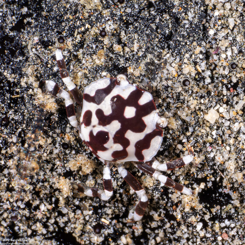 Lissocarcinus orbicularis (Sea Cucumber Crab)