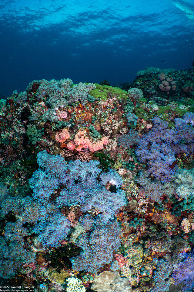 Cespitularia sp.1 (Cespitularia sp.1)