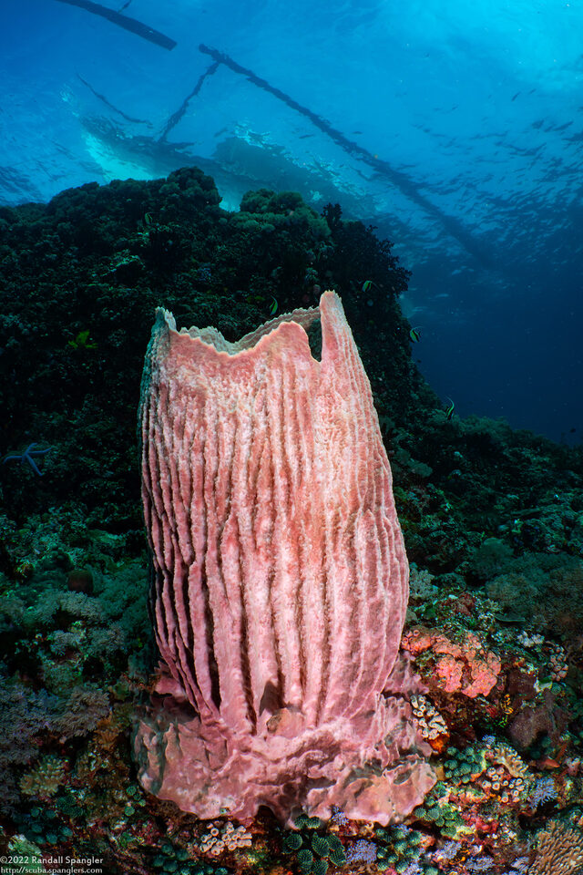 Xestospongia testudinaria (Barrel Sponge)