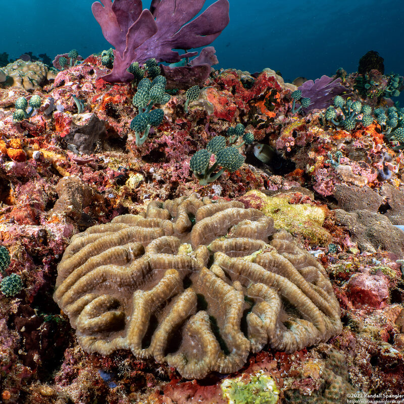 Lobophyllia radians (Lobophyllia Radians)