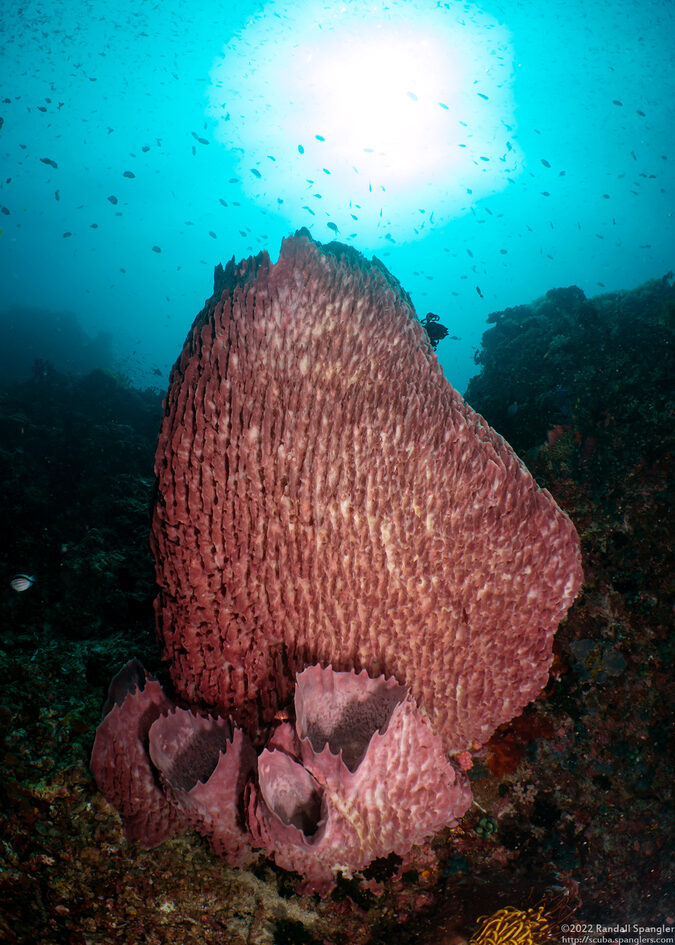 Xestospongia testudinaria (Barrel Sponge)