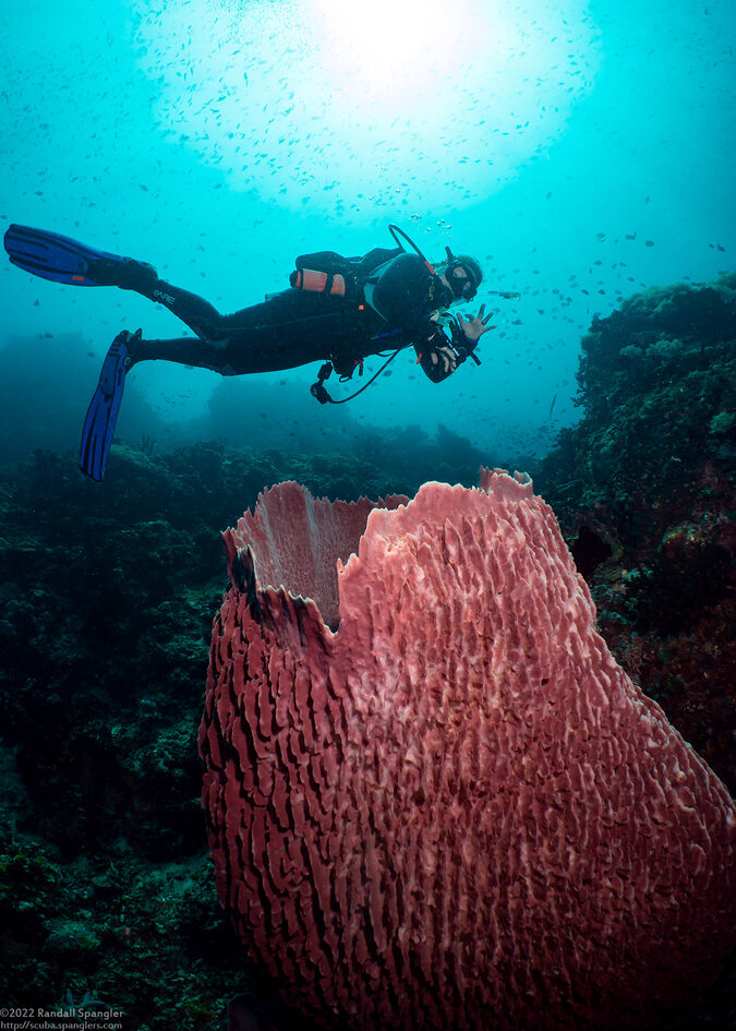 Xestospongia testudinaria (Barrel Sponge)