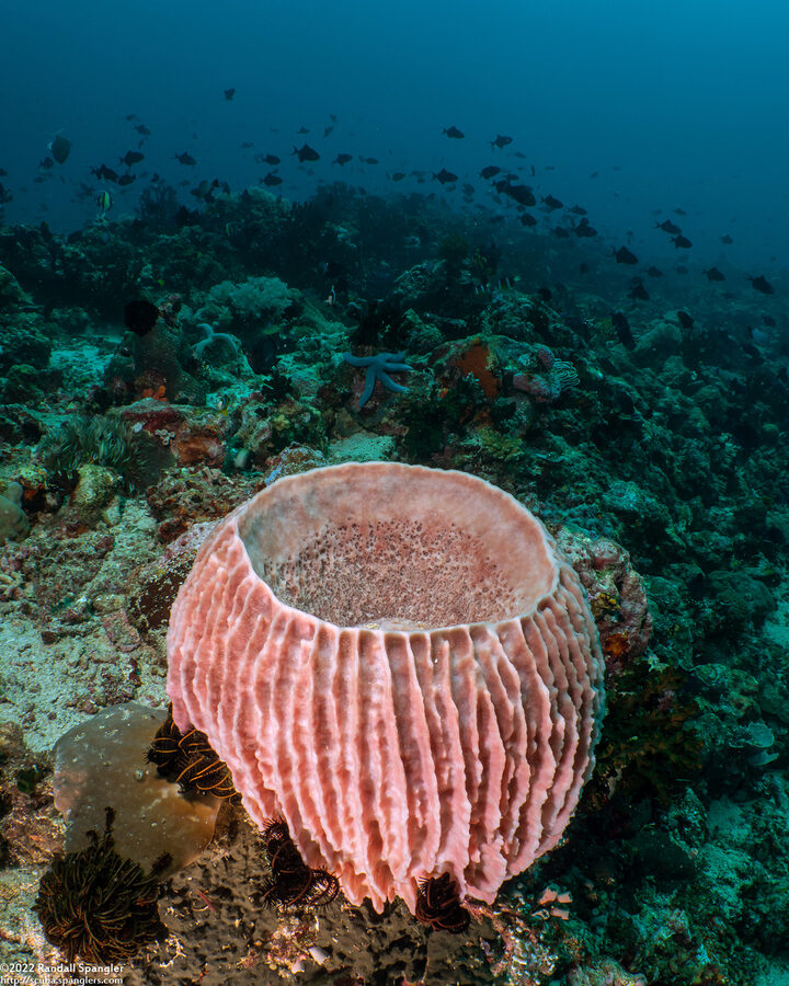 Xestospongia testudinaria (Barrel Sponge)