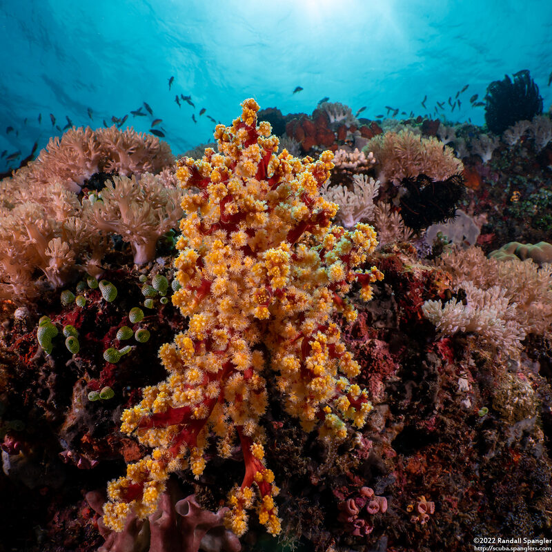 Siphonogorgia sp.2 (Siphonogorgia sp.2)