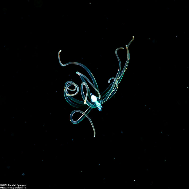 Cerianthus sp.2 (Tube-Dwelling Anemone)