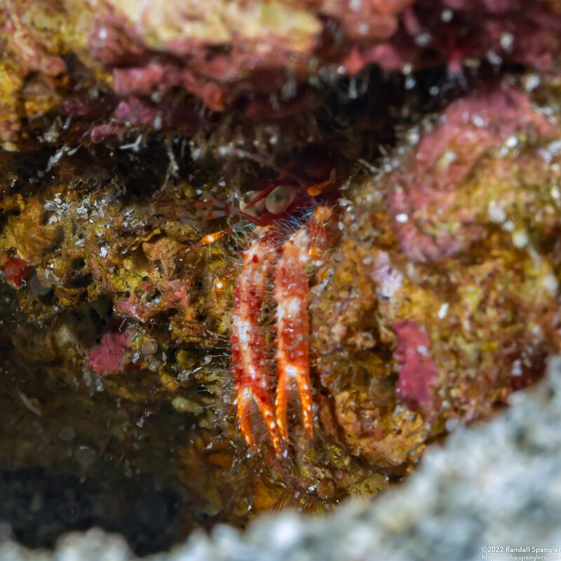 Munida olivarae (Olivar's Squat Lobster)