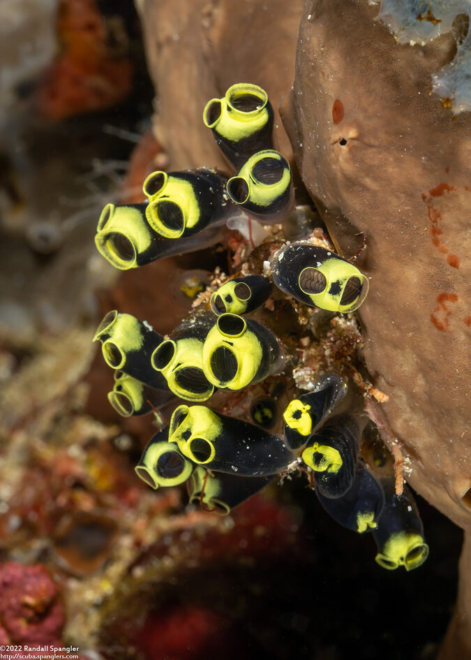 Clavelina robusta (Robust Clavelina)