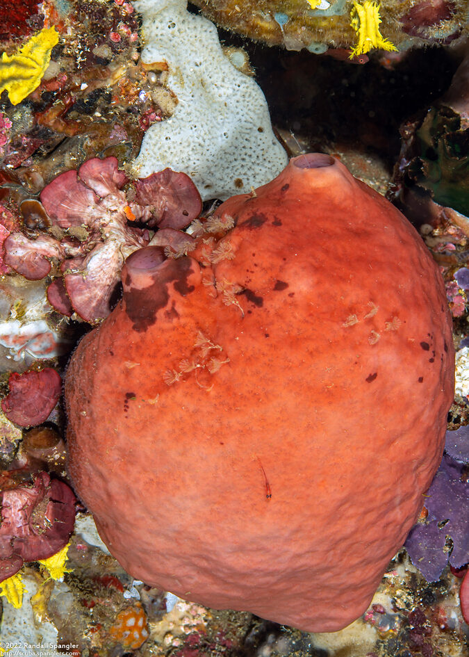 Plakortis sp.1 (Chicken Liver Sponge)