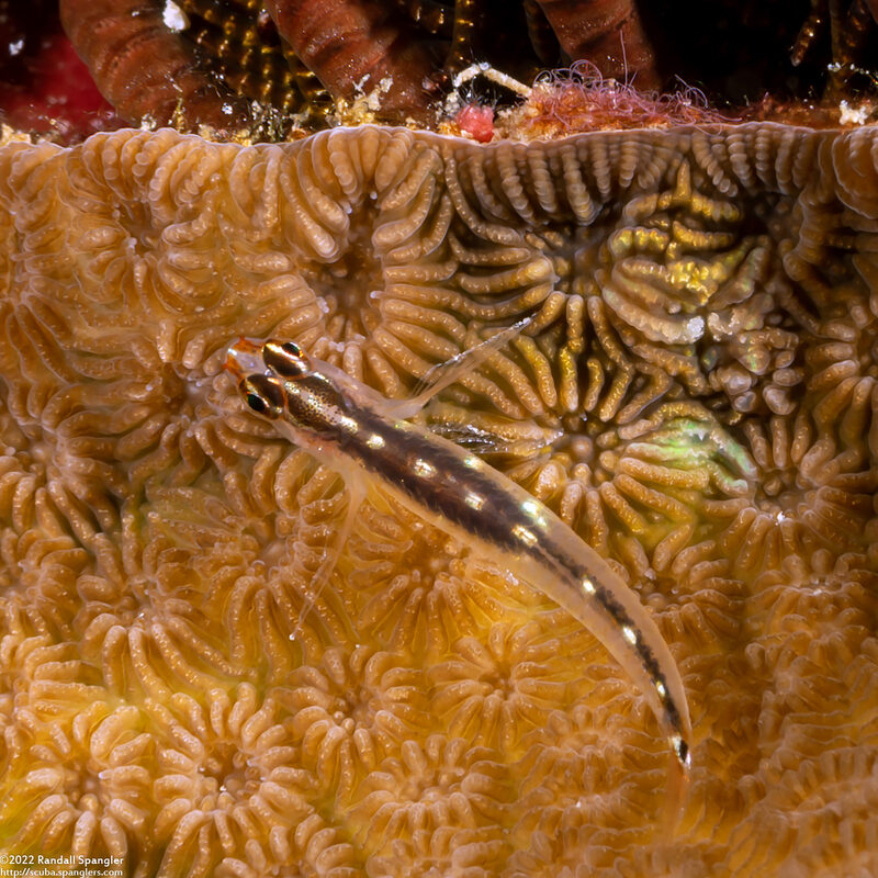 Eviota sebreei (Striped Dwarfgoby)