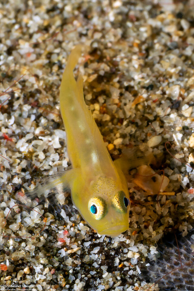 Lubricogobius exiguus (Ornate Goby)