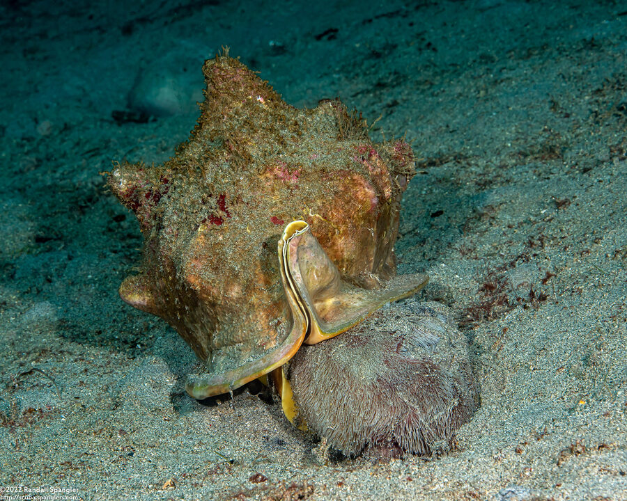 Metalia spatagus (Mauve Heart Urchin)