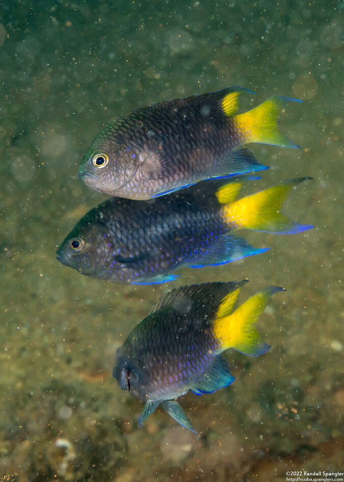 Neopomacentrus azysron (Yellowtail Demoiselle)
