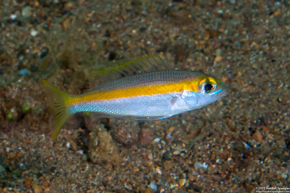 Scolopsis aurata (Yellowstripe Monocle Bream)