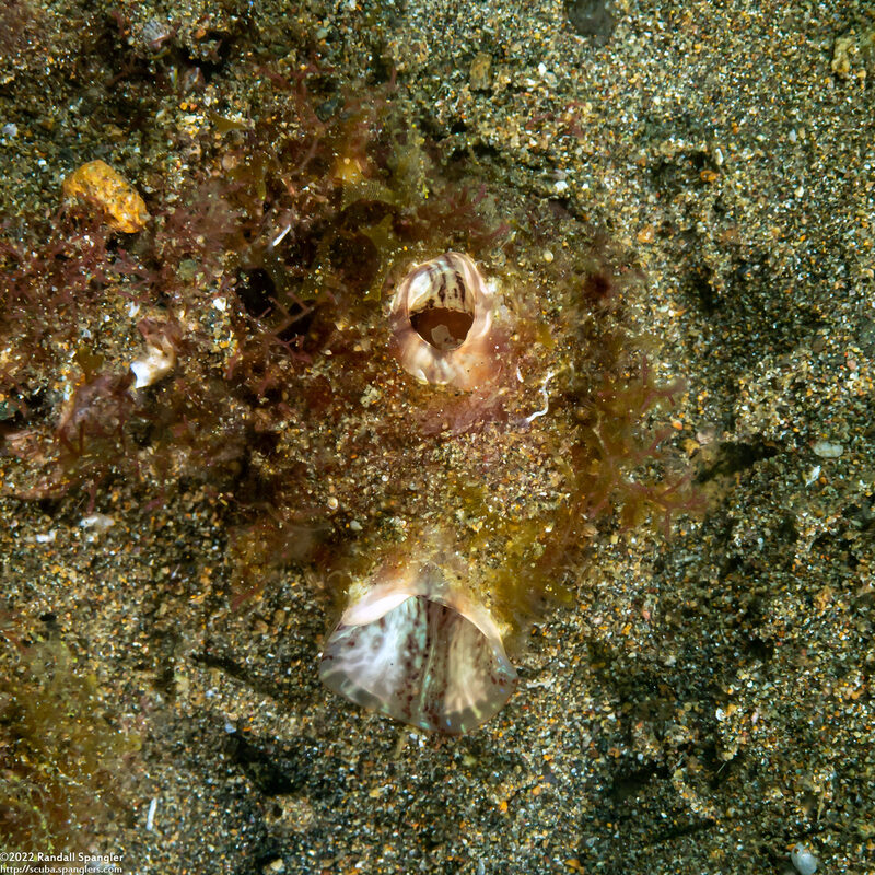 Polycarpa sp.2 (Polycarpa sp.2)