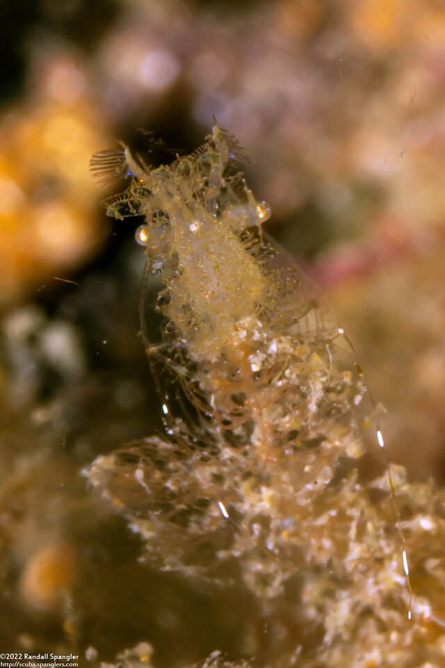Phycocaris sp.1 (Hairy Shrimp)