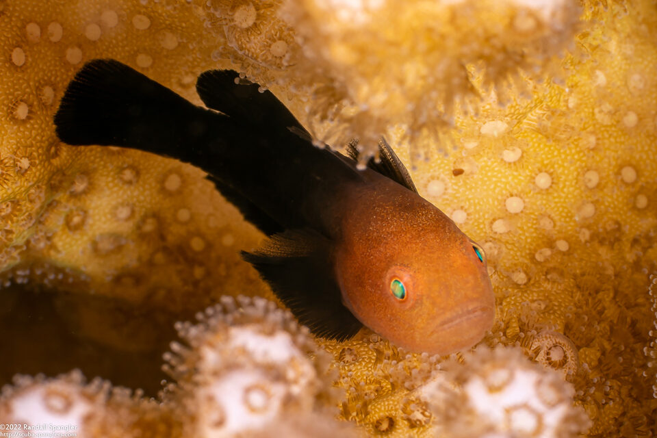 Paragobiodon modestus (Warthead Coralgoby)