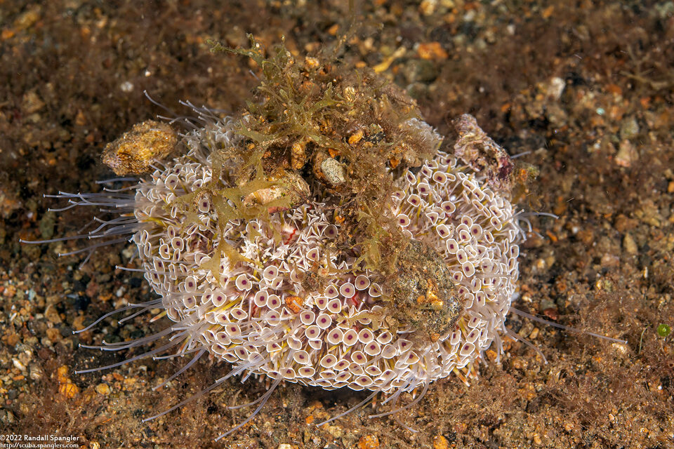 Toxopneustes pileolus (Flower Urchin)