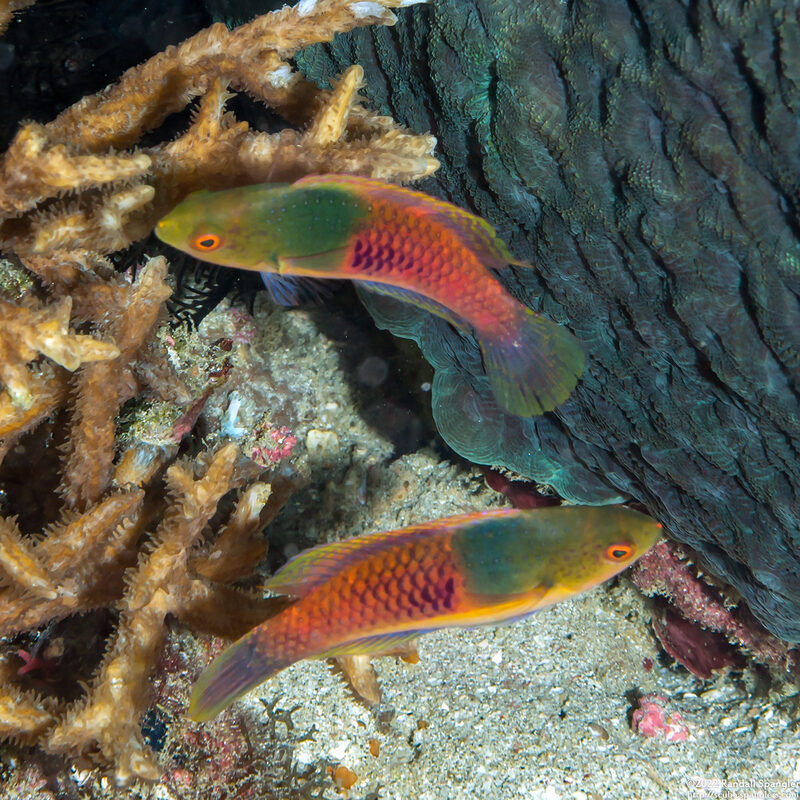 Cirrhilabrus cyanopleura (Bluesided Fairy Wrasse)