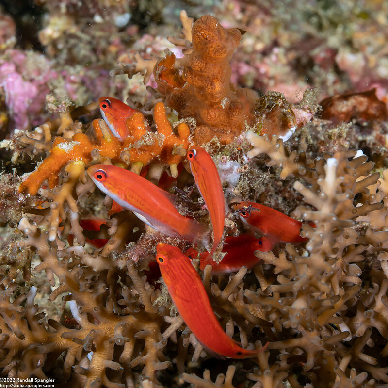 Paracheilinus carpenteri (Carpenter's Flasher)