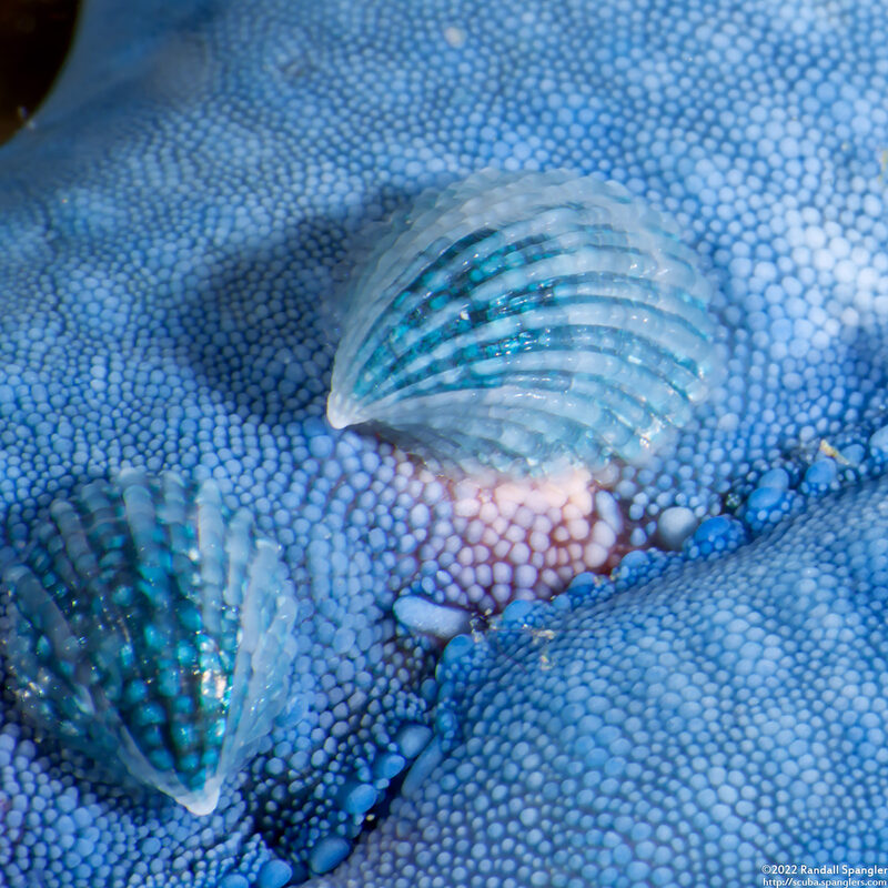 Thyca crystallina (Crystalline Starfish Snail)