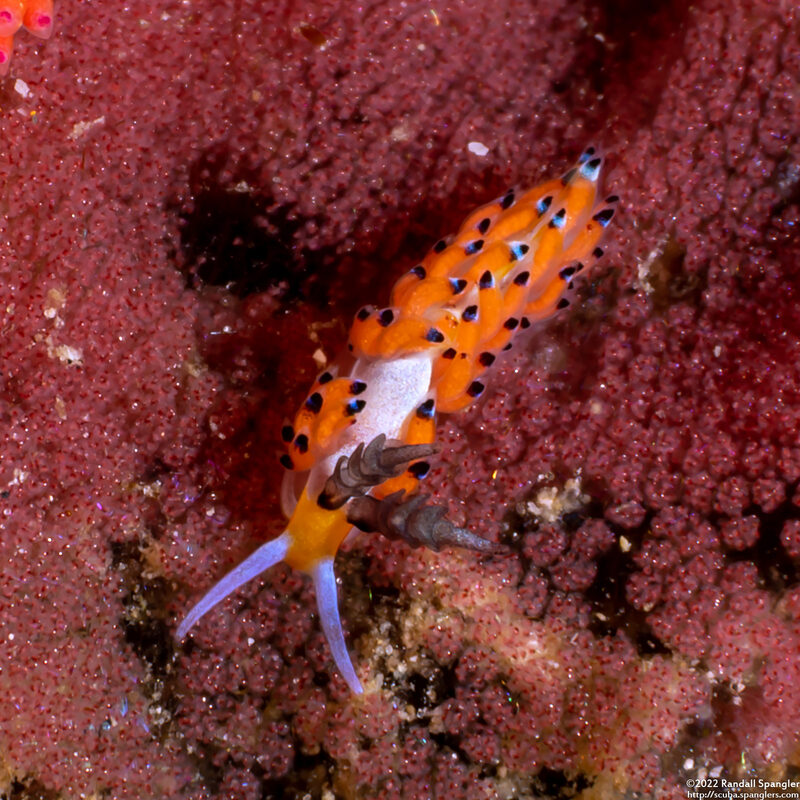 Favorinus tsuruganus (Ringed Favorinus)
