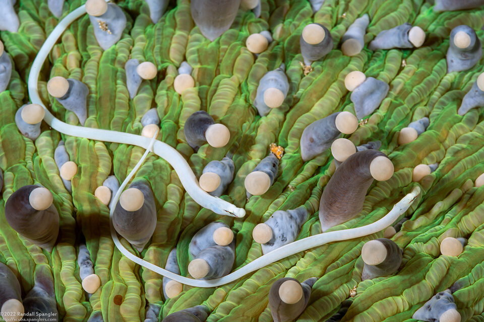 Siokunichthys nigrolineatus (Mushroom Coral Pipefish)