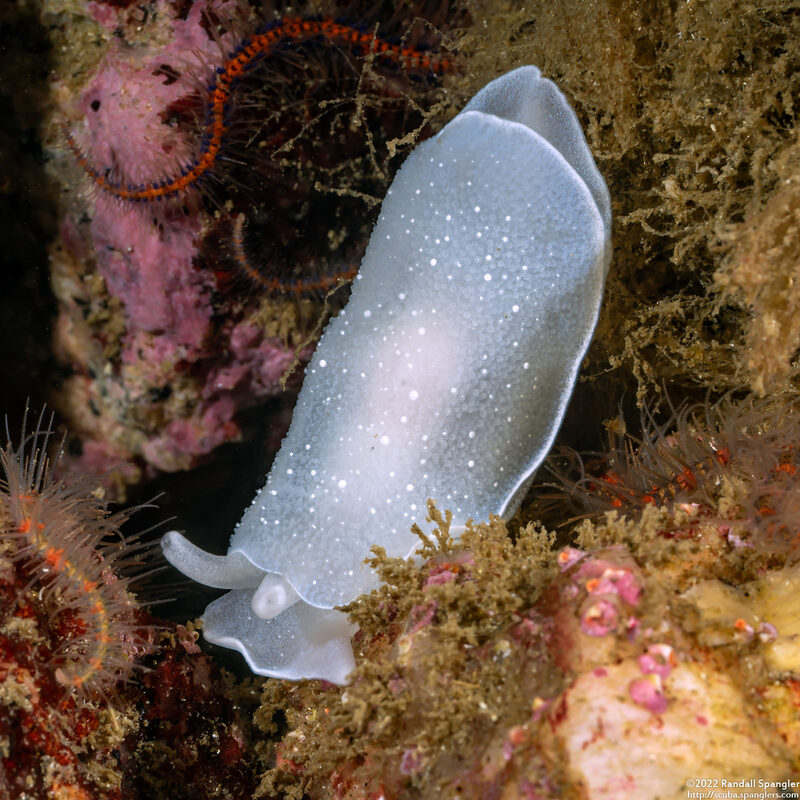 Berthella chacei (White Berthella)