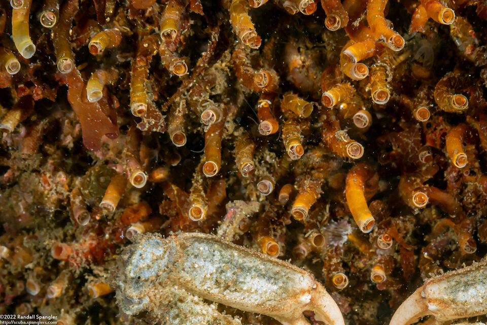 Petaloconchus montereyensis (Petaloconchus Montereyensis)