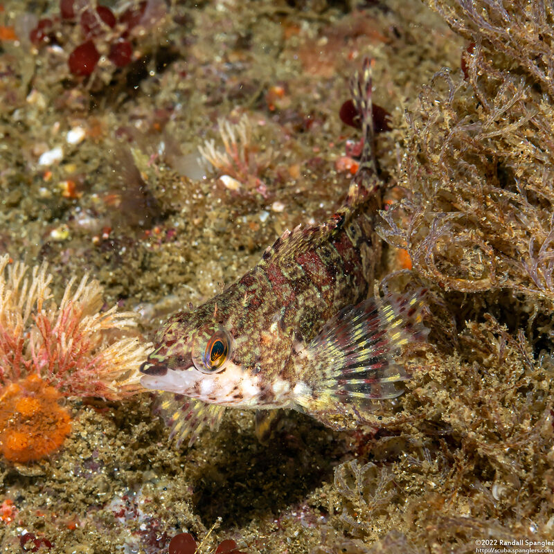 Oxylebius pictus (Painted Greenling)