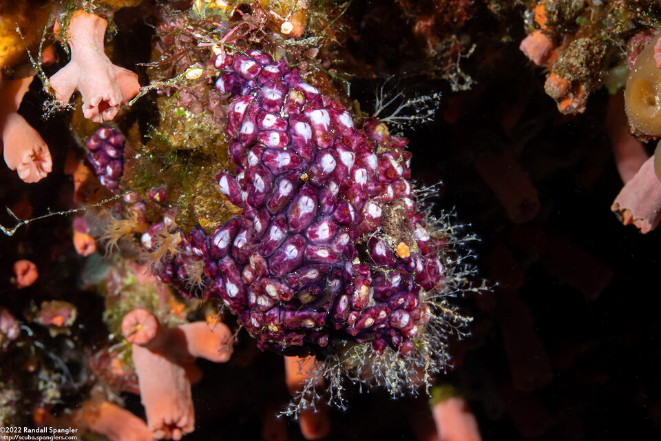 Eusynstyela cf. misakiensis (Eusynstyela cf. Misakiensis)
