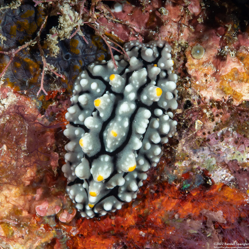 Phyllidia elegans (Elegant Phyllidia)