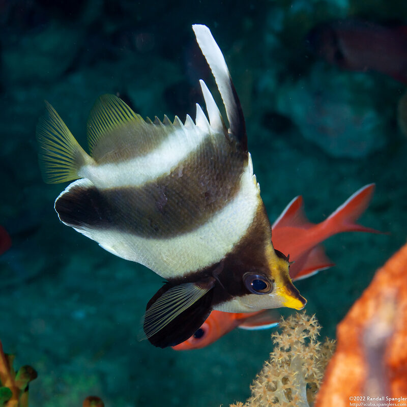 Heniochus chrysostomus (Pennant Bannerfish)