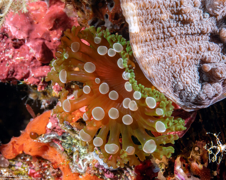 Triactis producta (Girdled Anemone)