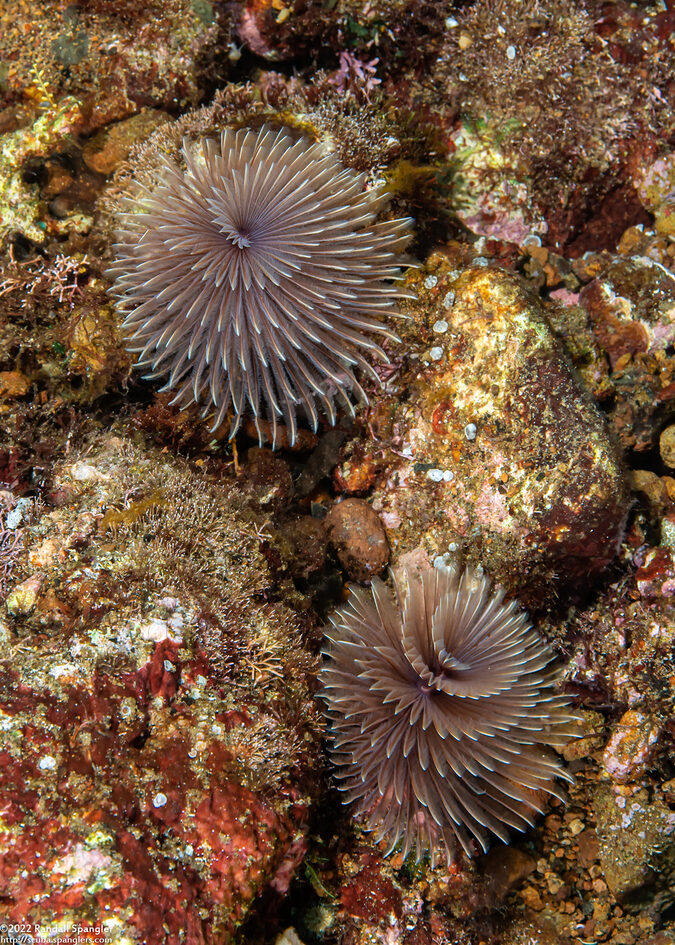 Bispira sp.3 (Bispira sp.3)